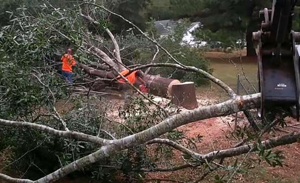 Out on a Limb Tree Service | tree removal